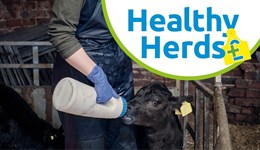 Dorset: Johne's management - Profit through prevention